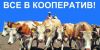 Украина. Селяне хотят объединяться в молочные и зерновые кооперативы